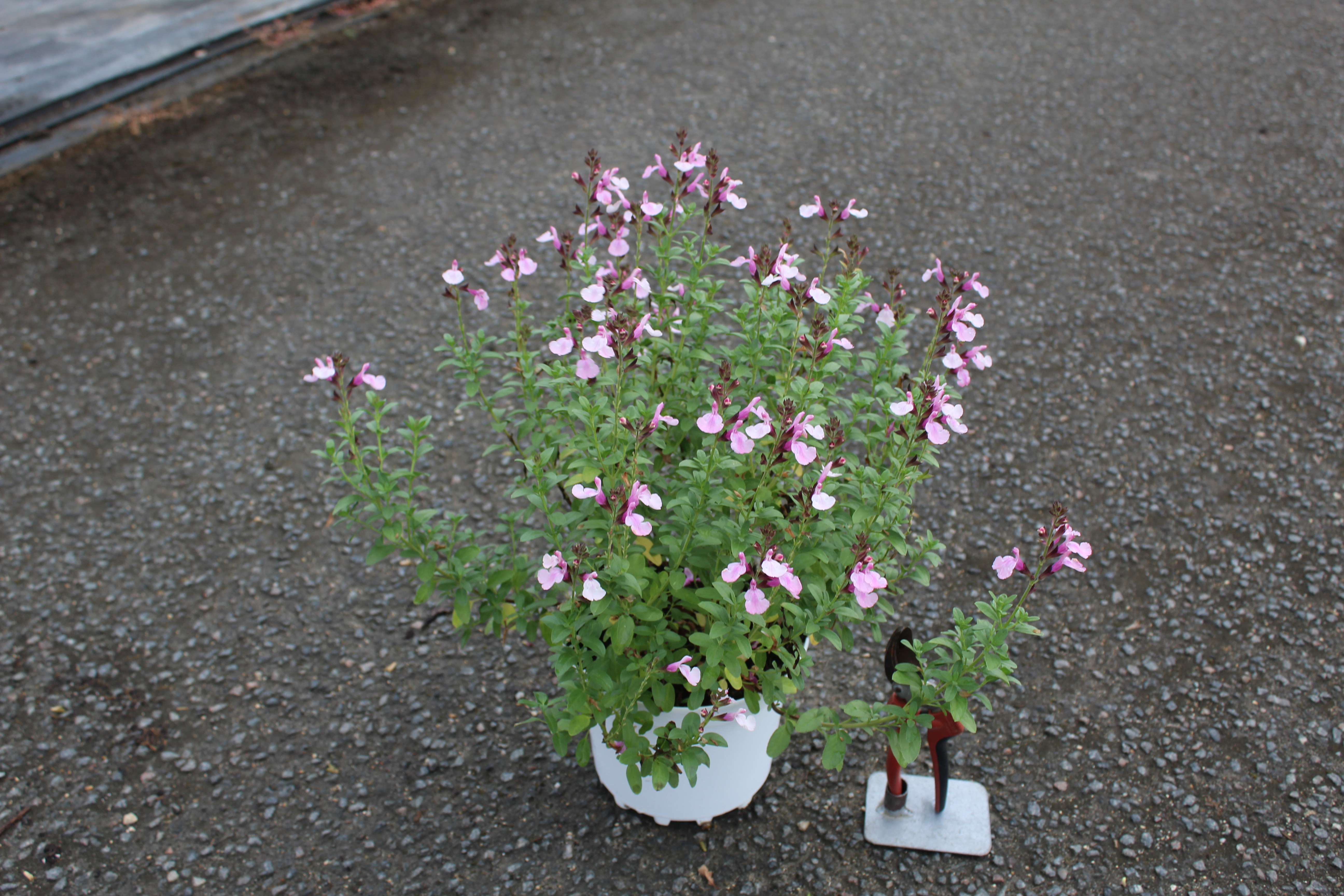 Sauge gregii 'Mirage soft pink rose clair'