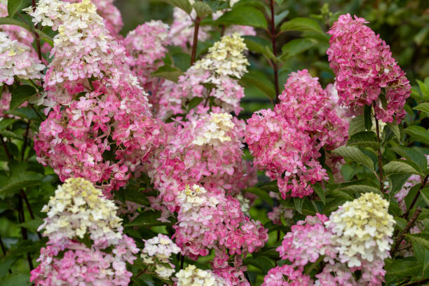 Hortensia paniculé 'Vanille fraise'