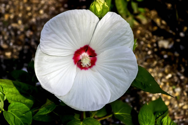 Hibiscus des marais 'Joli coeur'