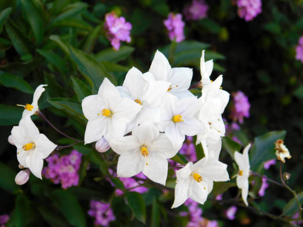 Morelle faux jasmin 'Album'