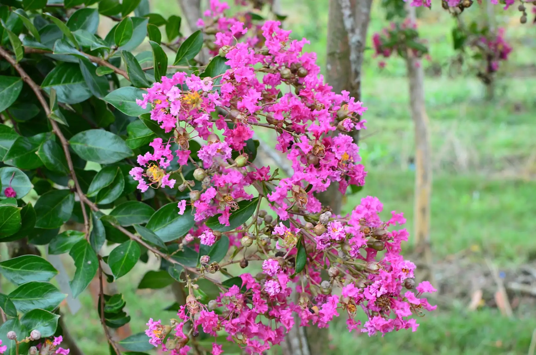 Lilas des indes 'Mimie rose'