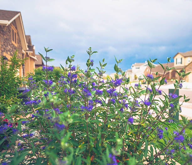 Caryopteris Grand Bleu