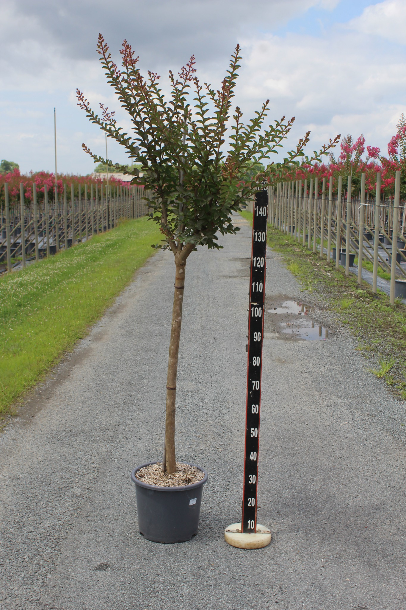 Lilas des indes 'Mauve'