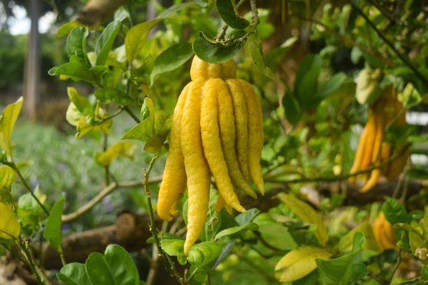 Citron Main de Bouddha