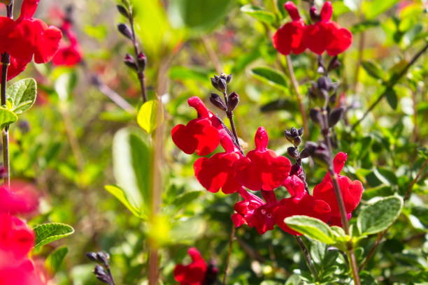 Sauge 'Royal bumble'