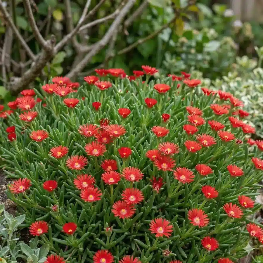 Pourpier vivace 'Desert dancers red'