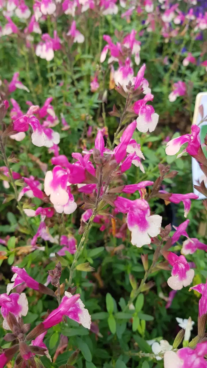 Sauge gregii 'Mirage rose bicolor'