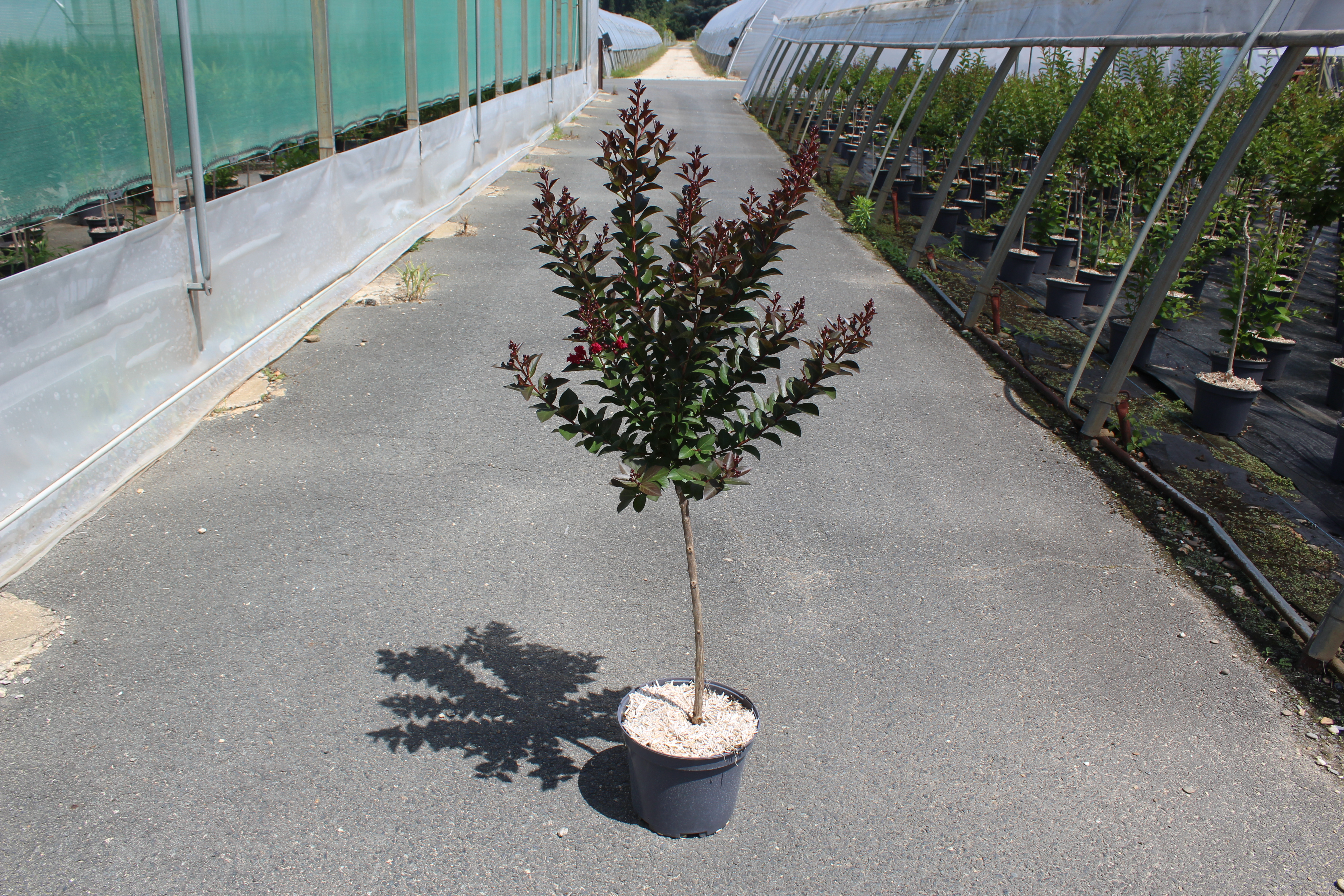 Lilas des indes 'Double feature'