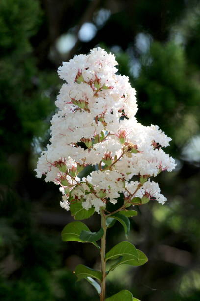 Lilas des indes 'Enduring white'