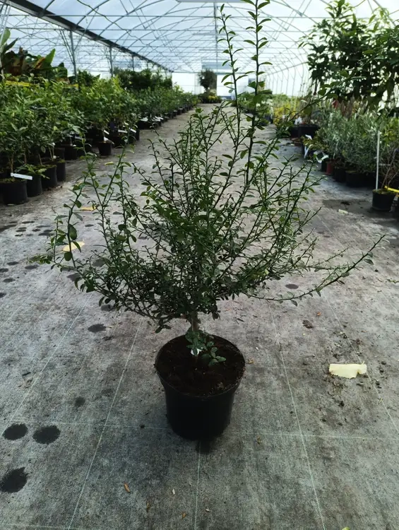 Citronnier caviar 'Rouge'