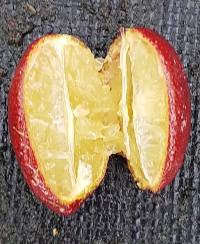 Citronnier caviar 'Jaune'