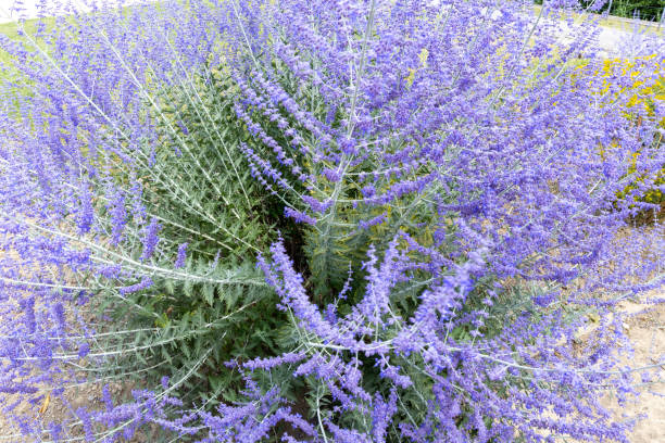 Sauge de sibérie 'Blue spire'