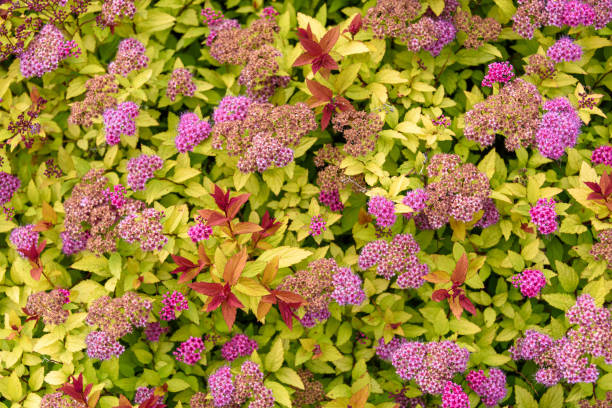 Spirée à floraison rouge 'Goldflame'