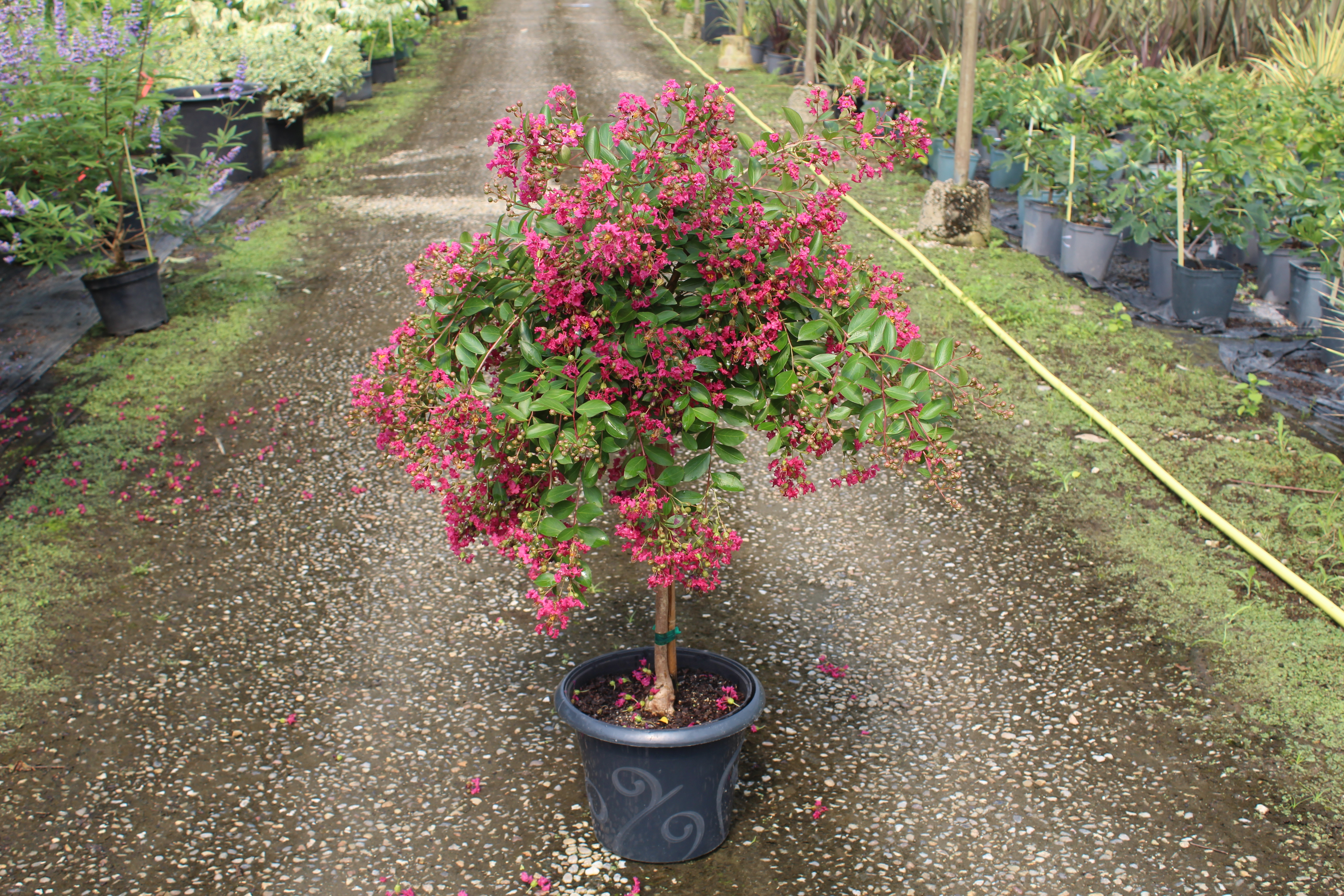 Lilas des indes 'World s fair'