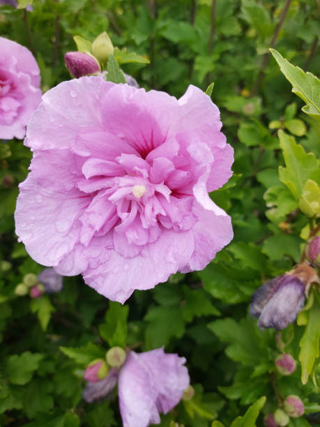 Althéa 'Lavender chiffon'