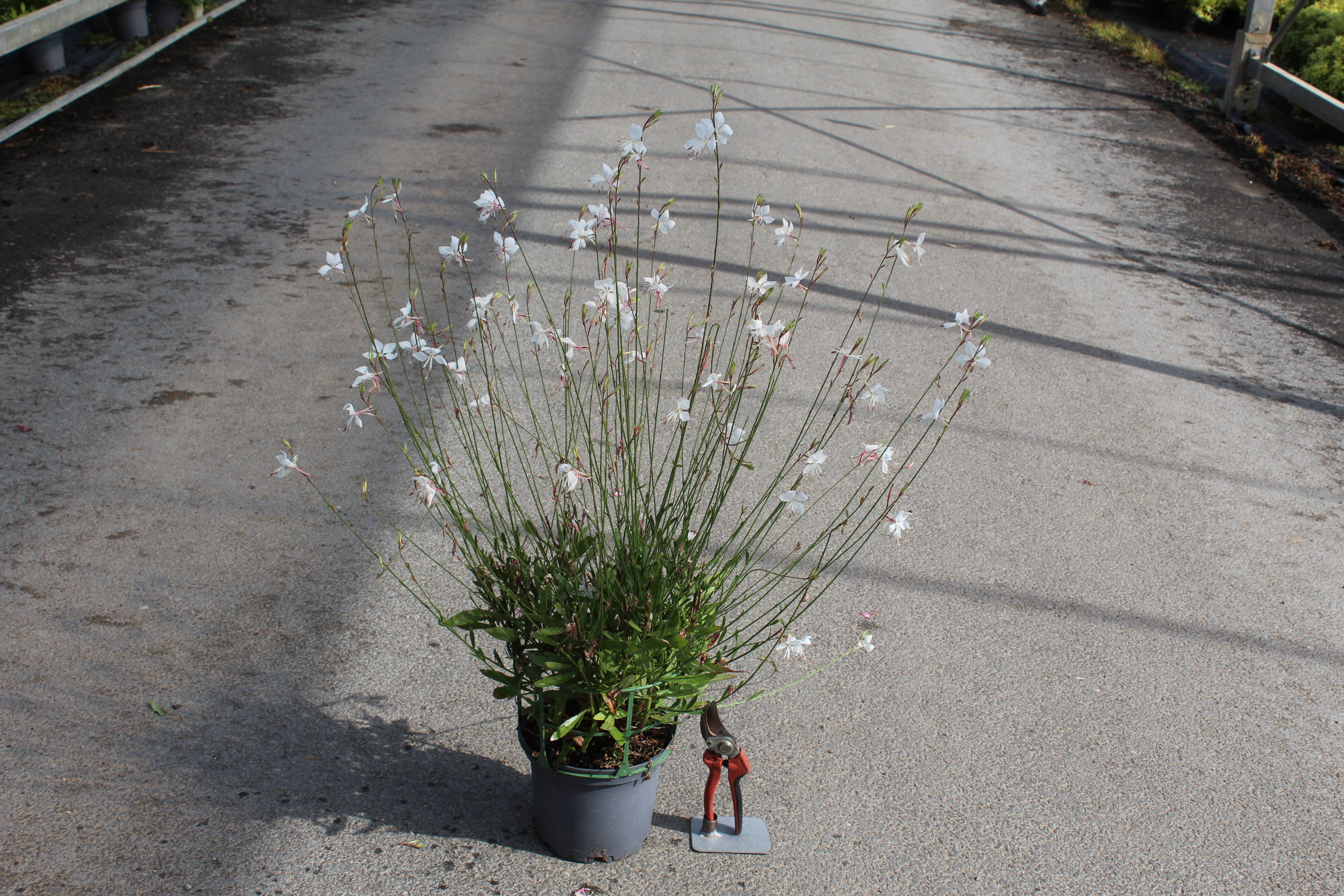 Gaura 'White sparkle'