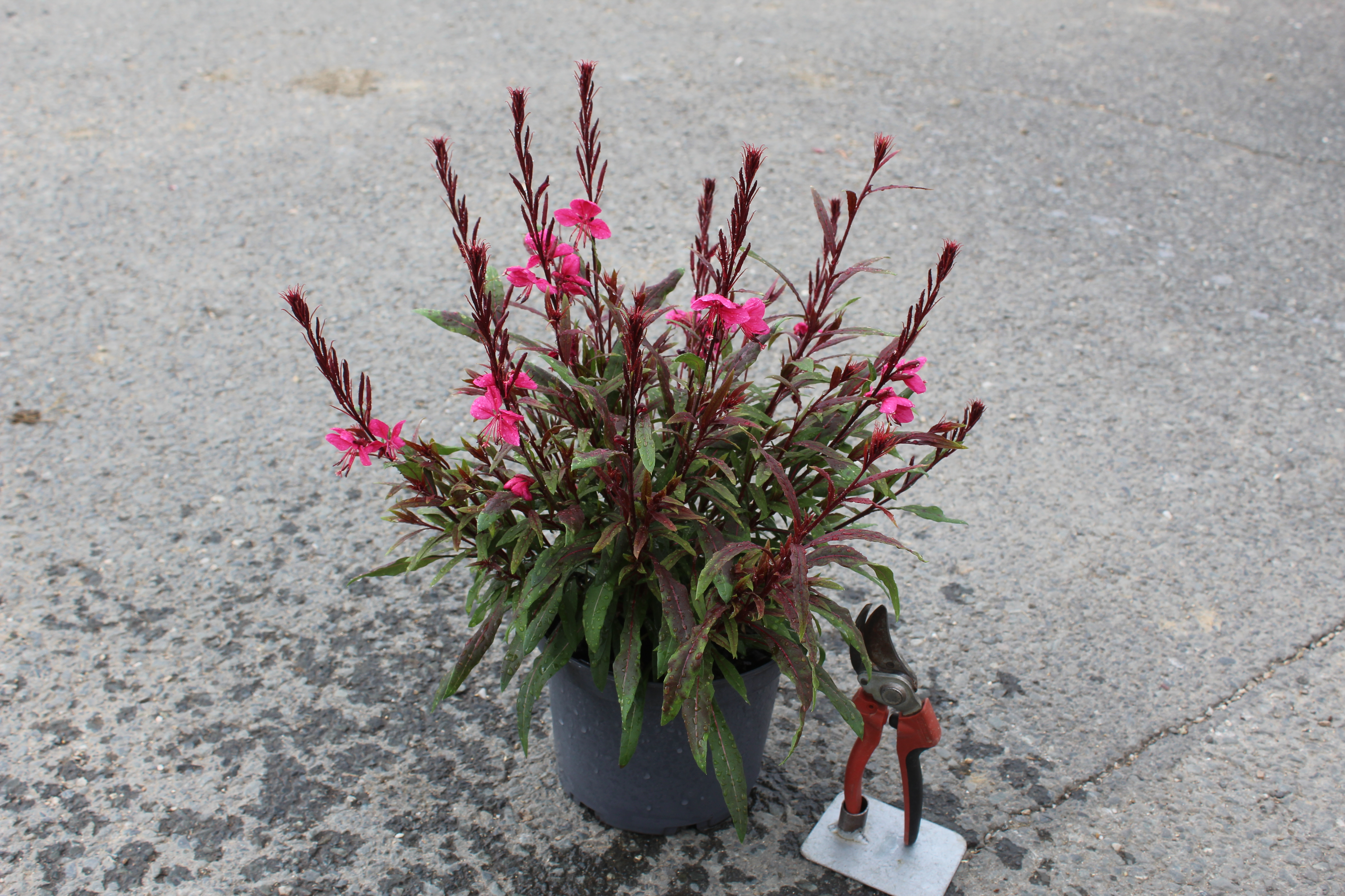 Gaura 'Steffi blush pink'