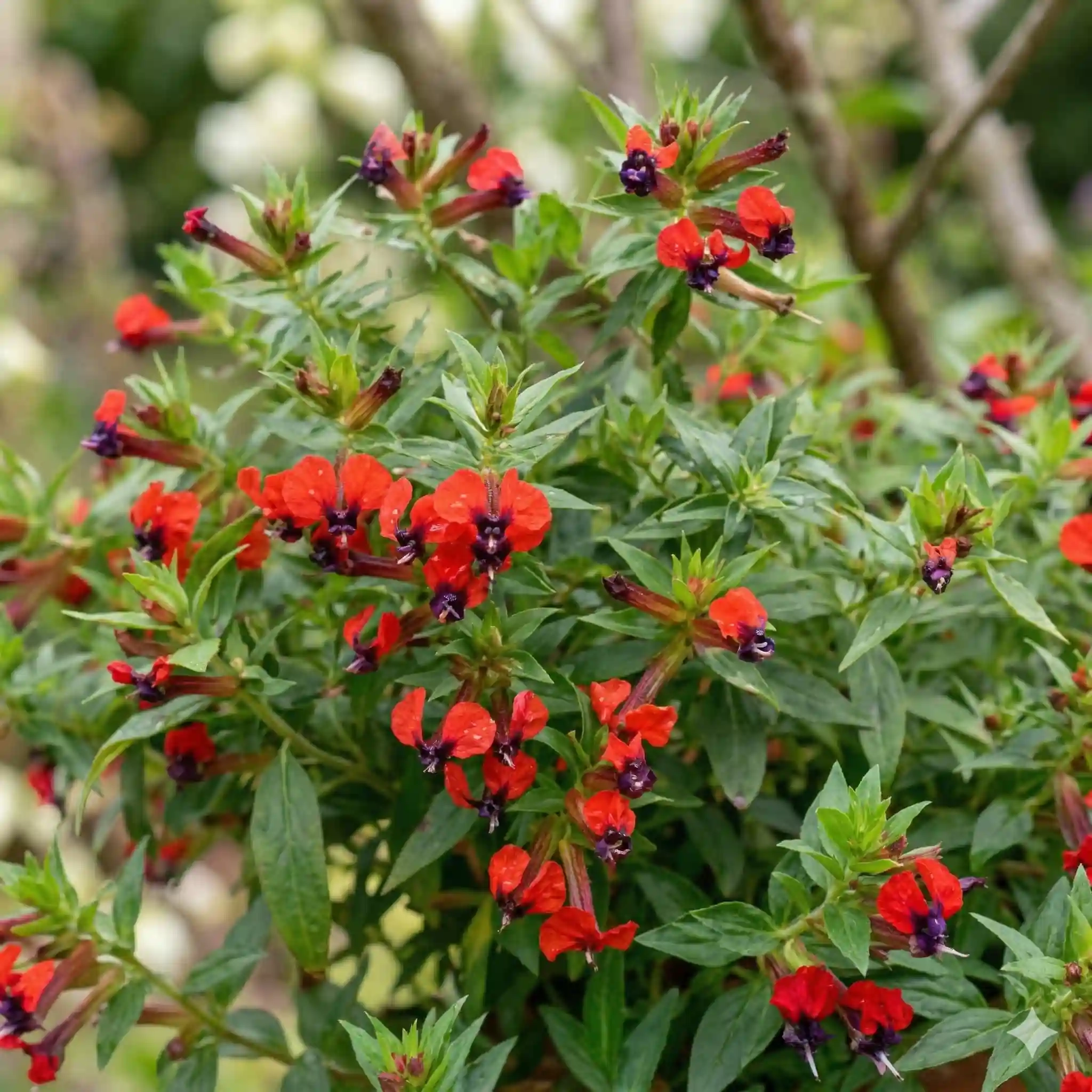 Cuphée 'Torpedo'