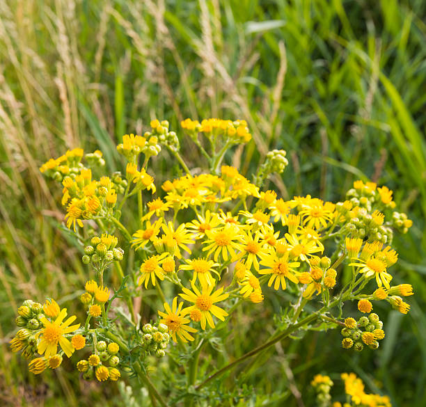 Millepertuis arbustif 'hicdote'