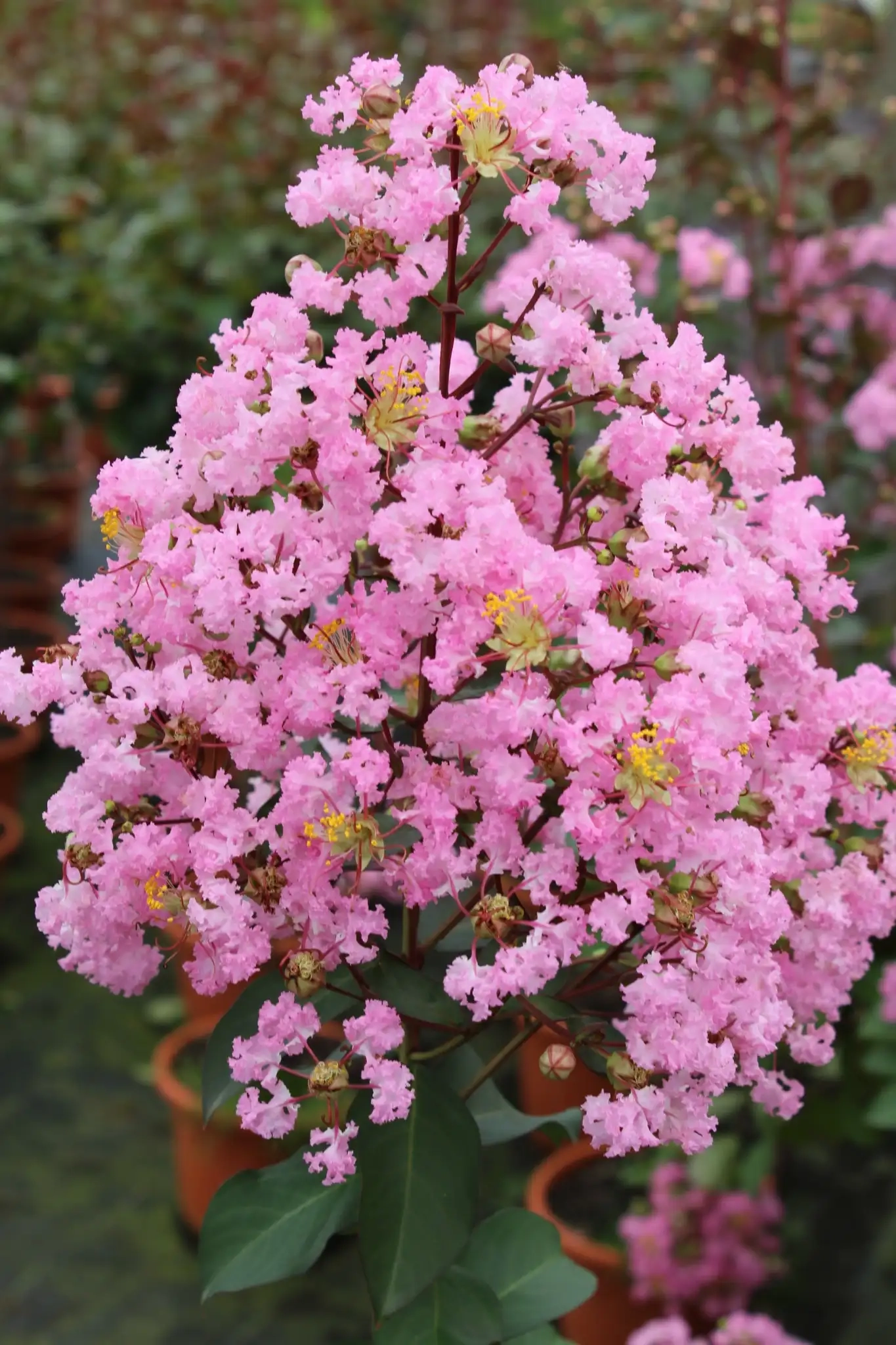 Lilas des indes 'Rhapsody in pink'