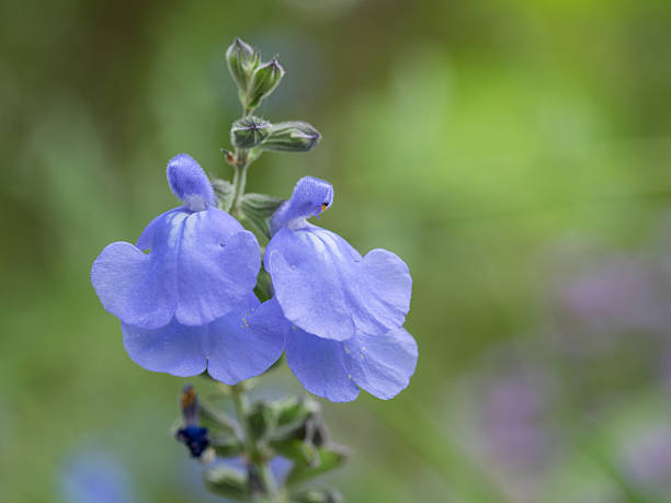 Sauge de graham 'So cool pale blue'