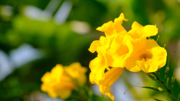Bignone de virginie 'Yellow trumpet'