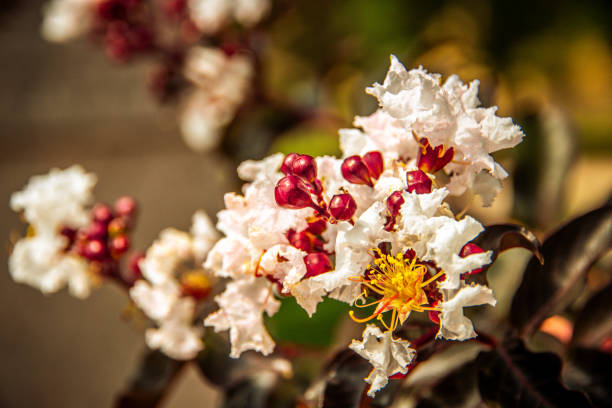 Lilas des indes 'Lunar magic'