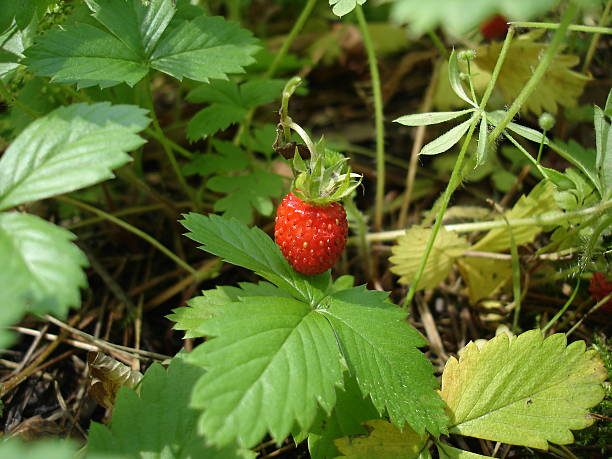 Fraisier 'Saveur des bois'