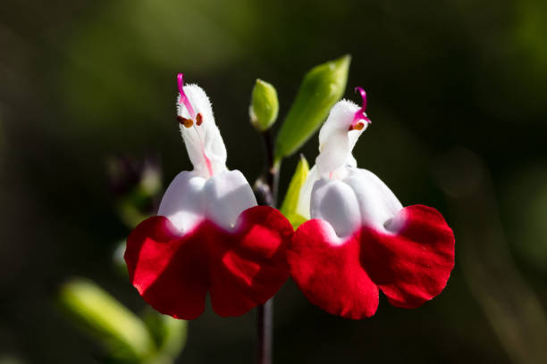 Sauge 'Cherry lips'