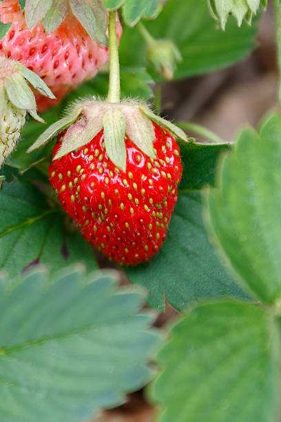 Fraisier 'Gento'