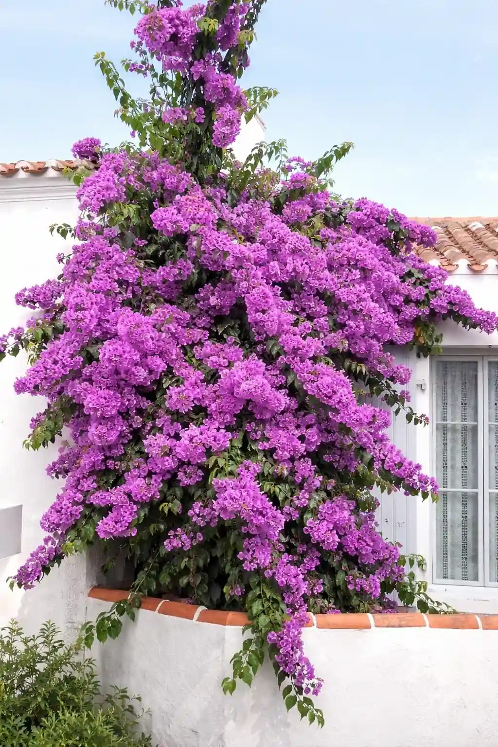 Bougainvillier 'Violet de meze'